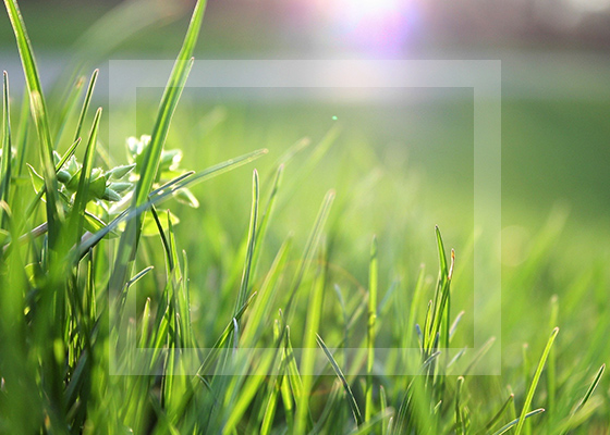 Galvans Lawn and Landscape image